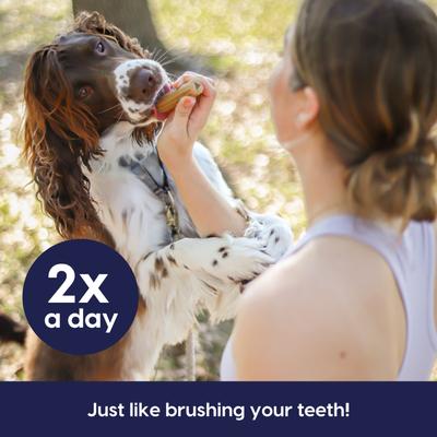 Show full view: Ark Naturals Fortify Brushless Toothpaste Large Dental Dog Treats, 18-oz bag slide 8 of 9