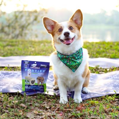 Show full view: Ark Naturals Fortify Brushless Toothpaste Small Dental Dog Treats, 12-oz bag slide 6 of 9