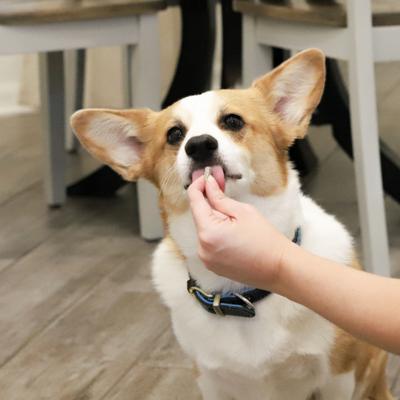 Show full view: Ark Naturals Gentle Digest Dog & Cat Capsules, 60 capsules slide 5 of 10