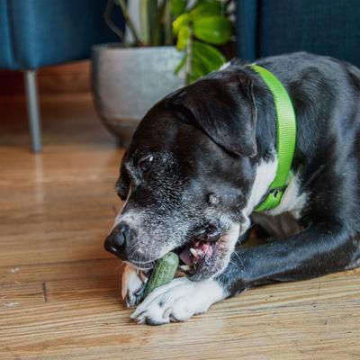 Show full view: Ark Naturals Gray Muzzle Brushless Toothpaste Small/Medium Senior Dental Dog Treats, 4-oz bag, count varies slide 7 of 10