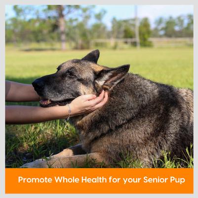 Show full view: Ark Naturals Gray Muzzle Old Bones Happy Joints Maximum Strength Soft Chew Joint Supplement for Senior Dogs, 16-oz bag slide 5 of 12