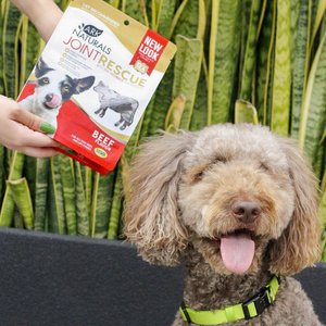 Ark Naturals Joint Rescue Beef Flavored Soft Chew Joint Supplement for Dogs, 9-oz bag