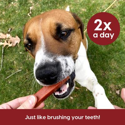 Show full view: Ark Naturals Protection+ Brushless Toothpaste Large Dental Dog Treats, 40 count slide 7 of 11