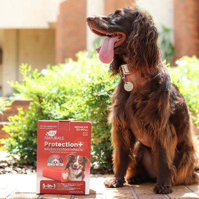 Show full view: Ark Naturals Protection+ Brushless Toothpaste Medium Dental Dog Treats, 60 count slide 6 of 11