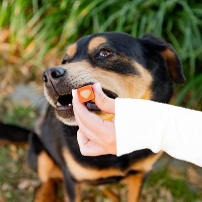 Show full view: Ark Naturals Protection+ Brushless Toothpaste Medium Dental Dog Treats, 60 count slide 9 of 11