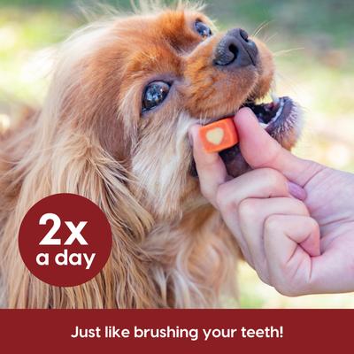 Show full view: Ark Naturals Protection+ Brushless Toothpaste Small Dental Dog Treats, 60 count slide 7 of 9
