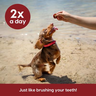 Show full view: Ark Naturals Soft Shield Protection+ Brushless Toothpaste Small Dental Dog Treats, 12-oz bag slide 8 of 11