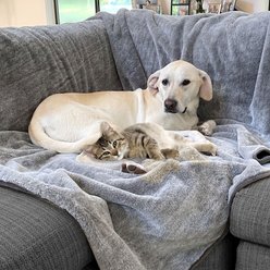 Arlee Home & Pet Waterproof Dog & Cat Throw Blanket, 60 x 70 x 0.5-in, Grey