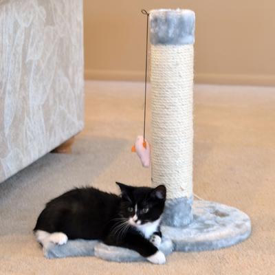 Show full view: Armarkat 19-in Sisal Cat Scratching Post with Toy, Grey slide 4 of 13