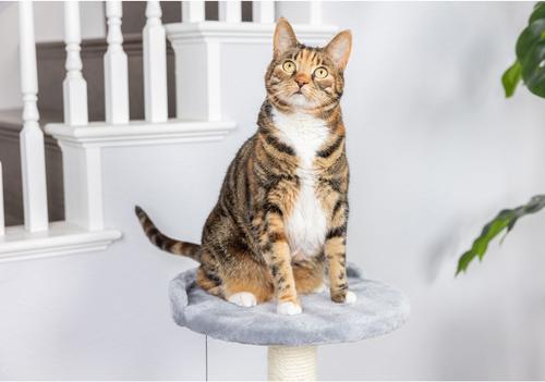 Show full view: Armarkat 30-in Multi-Leveled Cat Tree, Gray slide 9 of 12