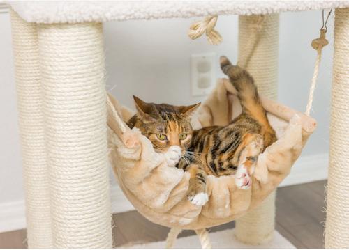 Show full view: Armarkat 73-in Faux Fleece Cat Tree & Condo, Ivory slide 5 of 12