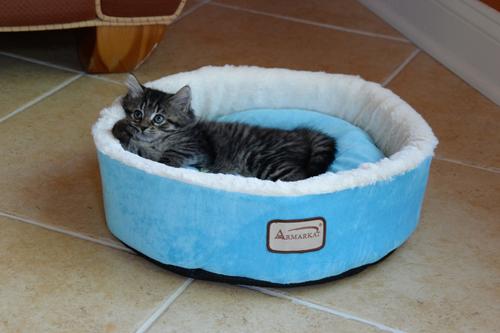Show full view: Armarkat Bolster Cat & Dog Bed, Sky Blue/Ivory slide 4 of 11