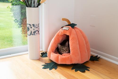 Show full view: Armarkat Pumpkin Shape Cat Bed slide 7 of 12