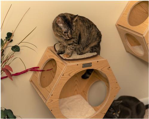 Show full view: Armarkat Real Wood Cat Wall Additions, Natural Beige, 2 count slide 6 of 11