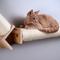 Show in main carousel: Armarkat Wall Mounted 24-in Sisal Climbing Cat Post Bridge, Natural Beige slide 4 of 10