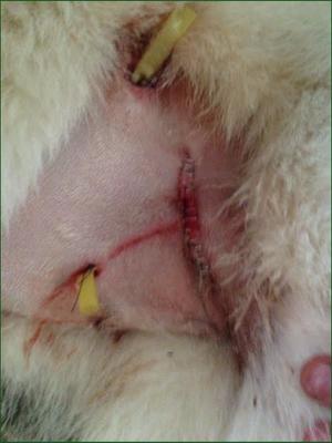 Show full view: Arnall's Naturals Total Canine All-In-One Dog supplement, 454-g bag slide 4 of 11