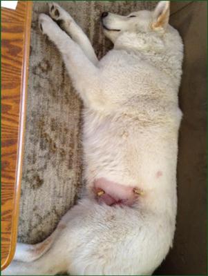 Show full view: Arnall's Naturals Total Canine All-In-One Dog supplement, 454-g bag slide 5 of 11