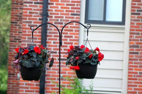 Show full view: Ashman Adjustable Shepherds Hook with Twin Hooks, 91-in, 2 count slide 3 of 9