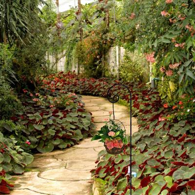 Show full view: Ashman Curled Shepherd Hook, Black, 6 count slide 4 of 5