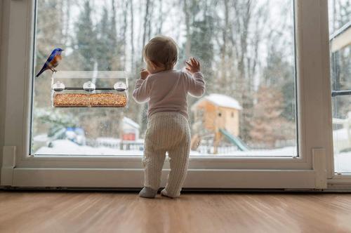 Show full view: Ashman Deluxe Window Bird Feeder slide 4 of 9