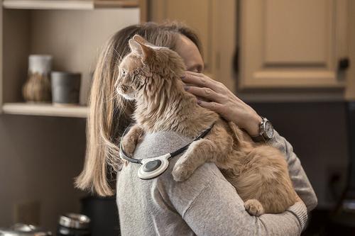 Show full view: Assisi Animal Health 2.0 Manual Dog & Cat Loop, 20-cm slide 5 of 6