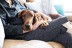 Assisi Animal Health Calmer Canine Anxiety Treatment Dog Device, 7-in slide 2 of 4