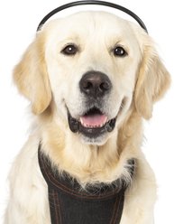 Assisi Animal Health Calmer Canine Anxiety Treatment System Dog Bundle, Large