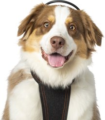 Assisi Animal Health Calmer Canine Anxiety Treatment System Dog Bundle, Medium