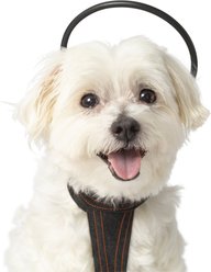 Assisi Animal Health Calmer Canine Anxiety Treatment System Dog Bundle, X-Small slide 1 of 7