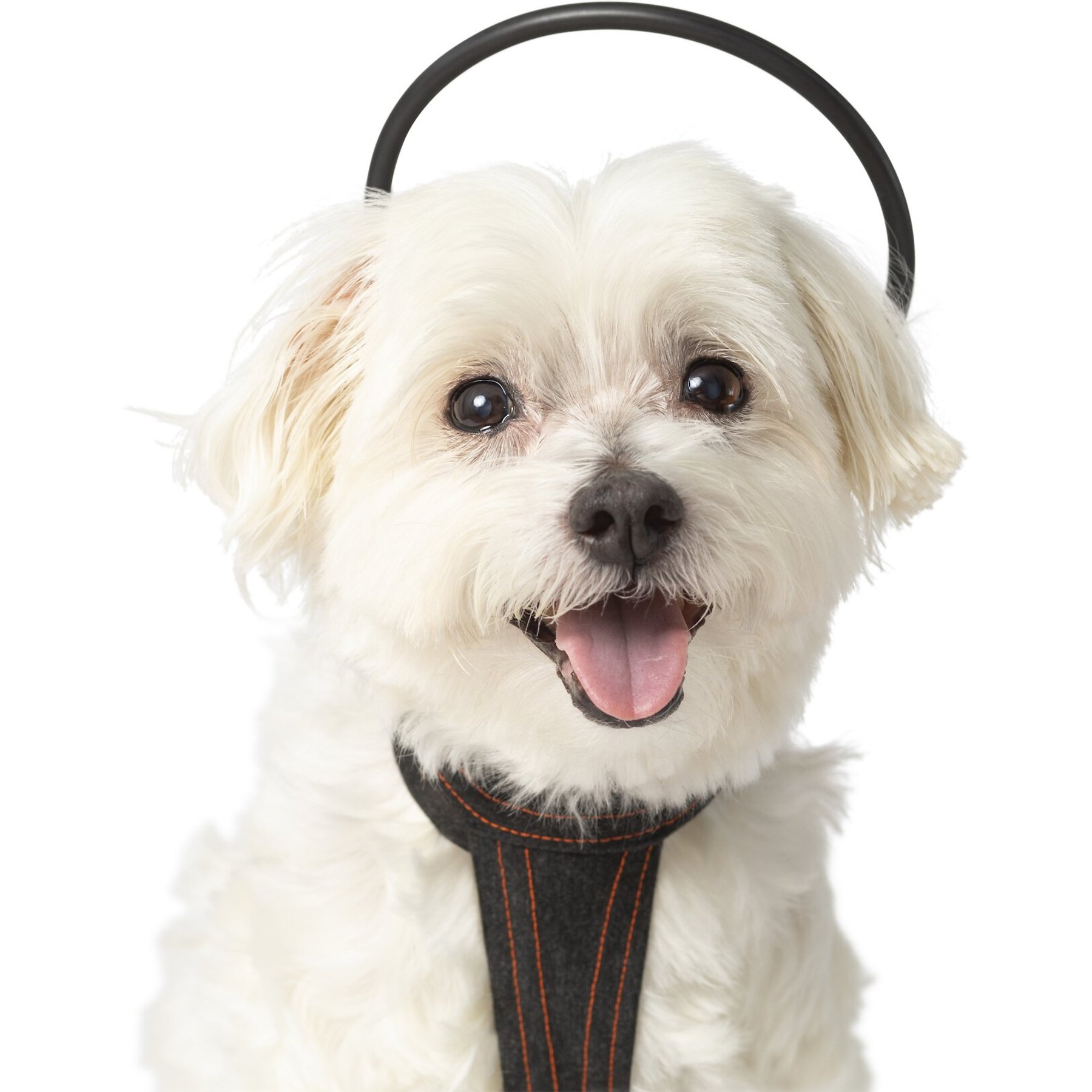 Assisi Animal Health Calmer Canine Anxiety Treatment System Dog Bundle, X-Small