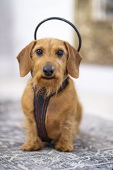 Assisi Animal Health Calmer Canine Anxiety Treatment System Dog Bundle, X-Small slide 2 of 7