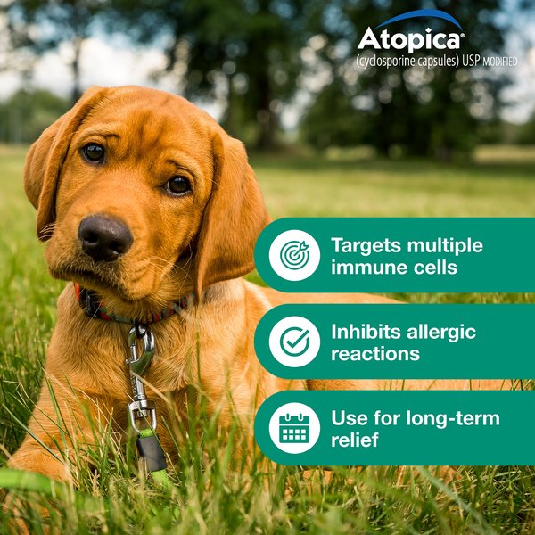 Show full view: Atopica (Cyclosporine Modified) Capsules for Dogs, 100-mg, 15 capsules slide 7 of 12