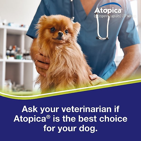 Show full view: Atopica (Cyclosporine Modified) Capsules for Dogs, 100-mg, 15 capsules slide 9 of 12