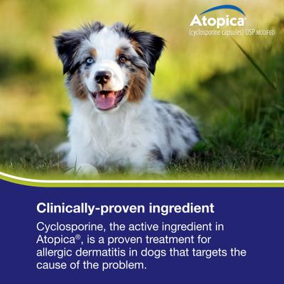 Show full view: Atopica (Cyclosporine Modified) Capsules for Dogs, 10-mg, 30 capsules slide 7 of 10