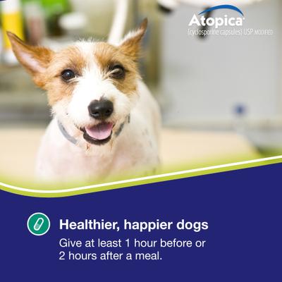 Show full view: Atopica (Cyclosporine Modified) Capsules for Dogs, 50-mg, 15 capsules slide 6 of 12