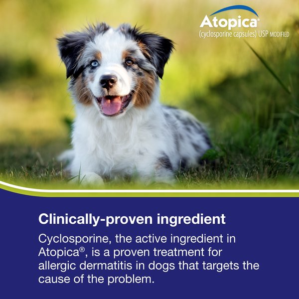Atopica (Cyclosporine) Capsules for Dogs
