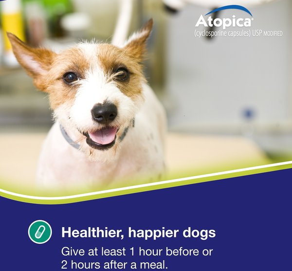 Atopica (Cyclosporine) Capsules for Dogs
