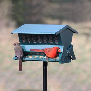 Audubon Absolute II Squirrel-Resistant Wild Bird Feeder, 12-lb