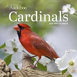 Audubon Cardinals Mini 2025 Wall Calendar