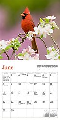 Audubon Cardinals Mini 2025 Wall Calendar slide 2 of 5