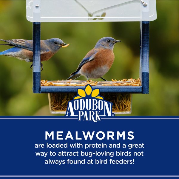 Audubon Park Mealworms Wild Bird Food, 0.5-lb bag