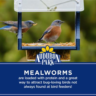 Show full view: Audubon Park Mealworms Wild Bird Food, 0.5-lb bag slide 4 of 8