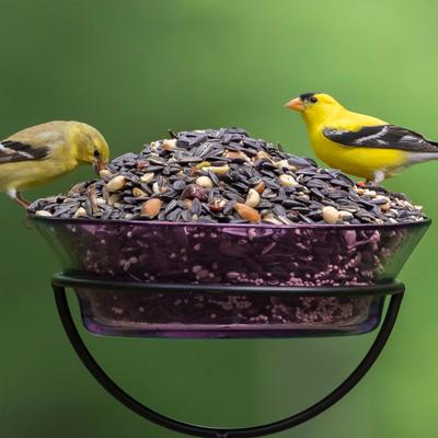Show full view: Audubon Park Nut, Fruit & Berry Wild Bird Food, 15-lb bag slide 8 of 11