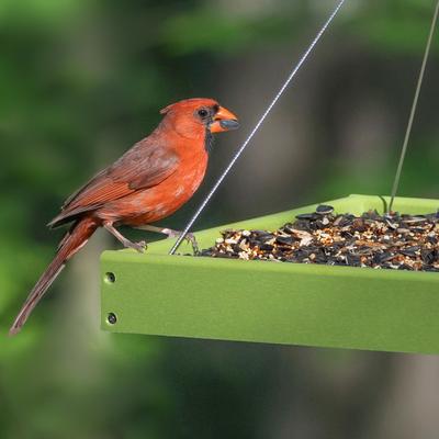 Show full view: Audubon Park Songbird Supreme Wild Bird Food, 15-lb bag slide 8 of 10