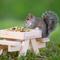 Show in main carousel: Audubon Park Squirrel & Critter Wild Bird Food, 15-lb bag slide 8 of 11