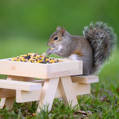 Show full view: Audubon Park Squirrel & Critter Wild Bird Food, 15-lb bag slide 8 of 11