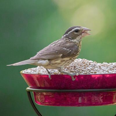Show full view: Audubon Park Sunflower Hearts Wild Bird Food, 15-lb bag slide 8 of 11
