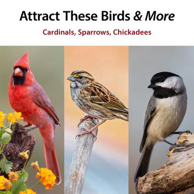 Show full view: Audubon Park Wild Bird Food, 20-lb bag slide 3 of 6