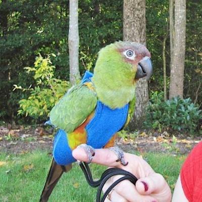 Show full view: Avian Fashions FeatherWear FlightSuit Bird Diaper, Blue, Small, 4 slide 3 of 8