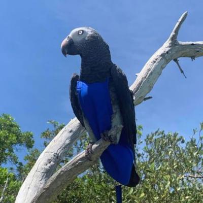 Show full view: Avian Fashions FeatherWear FlightSuit Bird Diaper, Blue, X-Wide, 9 slide 7 of 8